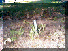 seedlings